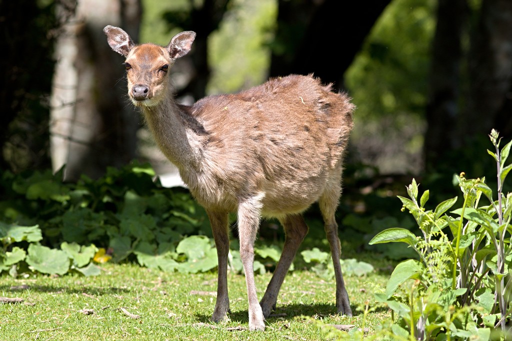 Killarney National Park ierland eire natuur natuurgebied hdr Ladies View Ring of Kerry County irish Lough Leane lake